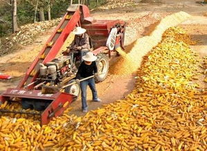好消息 部分企业玉米收购价格继续上调