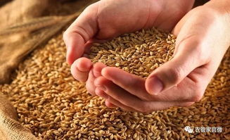 稻谷 小麦是否也会像玉米一样,取消最低收购价格