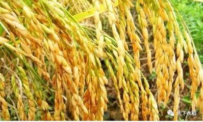 下调水稻最低收购价只是第一步,专家分析它最终会消失!